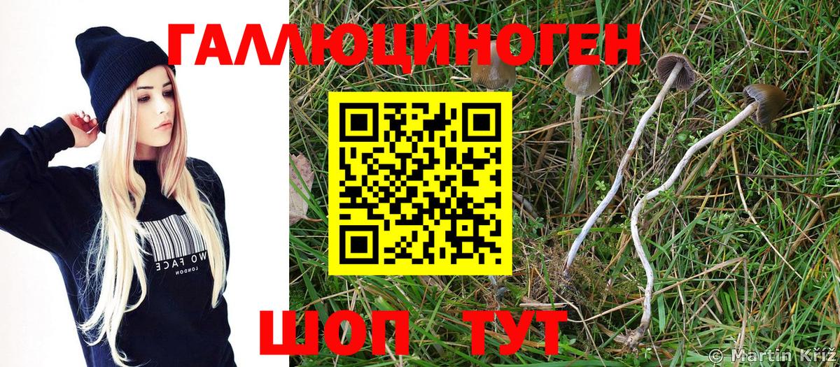 Чайковский  Псилоцибиновые грибы Magic Shrooms  Вход с VPN 